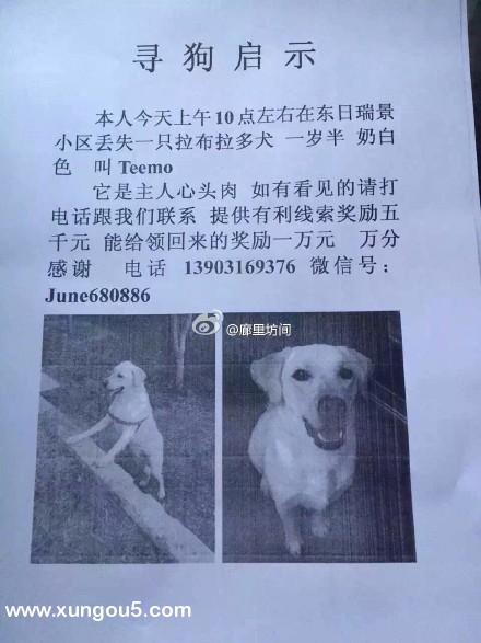 急寻：拉布拉多犬Teemo在廊坊东日瑞景小区丢失，奖励五千元