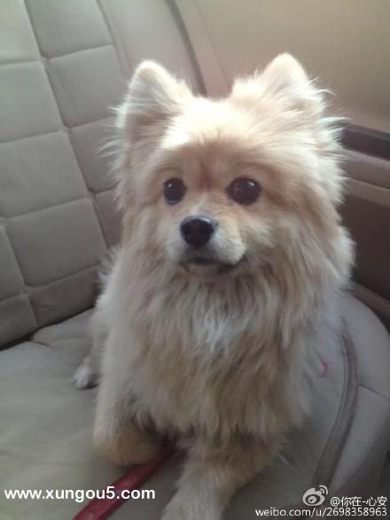 青岛寻狗启事：3岁博美母犬点点走丢