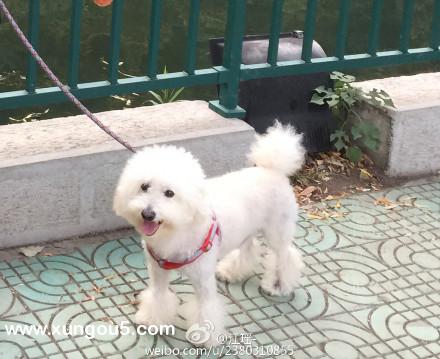 武汉比熊公犬小白走失寻找启事