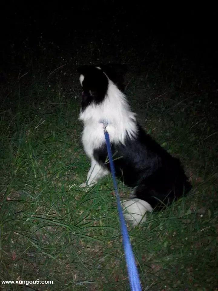 北海银海区寻狗启事：边牧公犬熊猫失踪