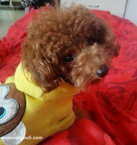 贵宾犬妞妞走失，请好心人帮寻