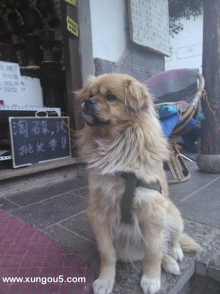 大理往丽江方向寻狗启事