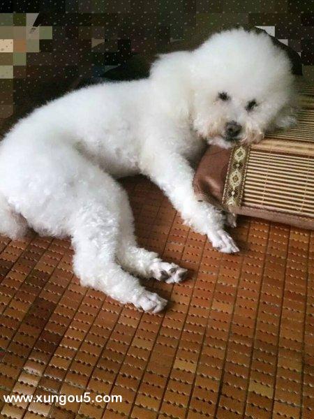 寻找我家的贵宾犬阿宝