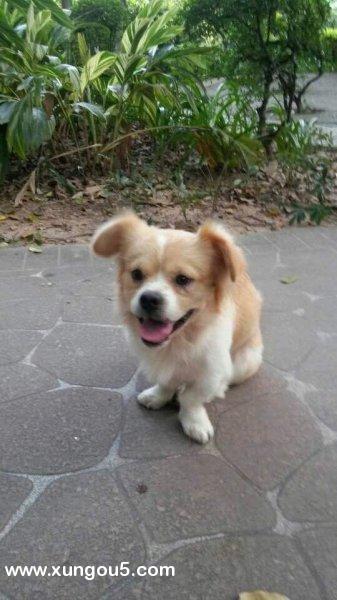 东莞寻狗启事：黄白博美安安走失需帮助