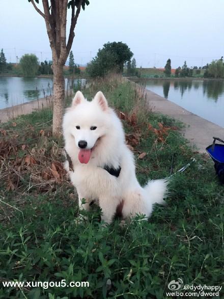 长沙萨摩耶寻狗启事：小白走失求助