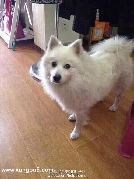 萨摩耶犬在徐州九里北万科城小区附近走失！希望寻找能能