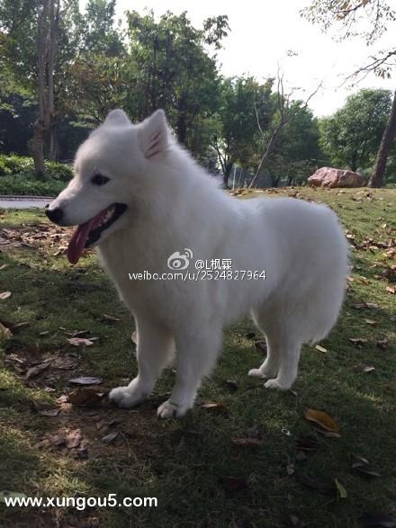 南宁萨摩耶小白走失寻狗启事