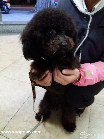 江门贵宾犬波比走失求助