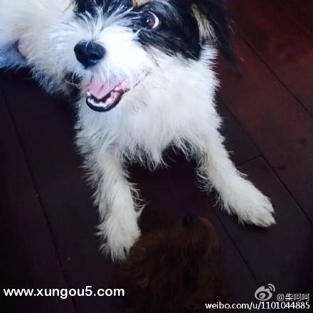 上海松江荣乐小区丢失狗狗寻回启事