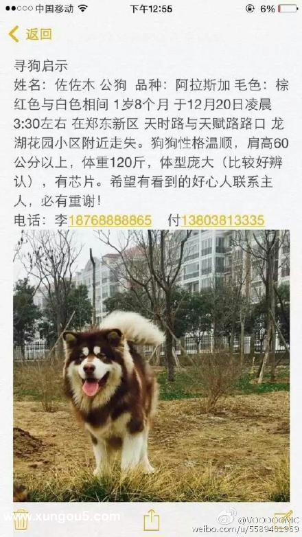 寻狗启示：郑州阿拉斯加佐佐木走失情况