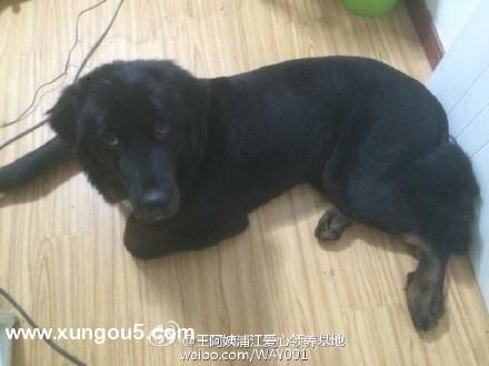 寻狗启事：上海失踪宠物狗狗米米求助