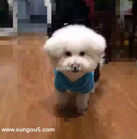 比熊犬阿布在榆林绣园小区走失寻狗启事