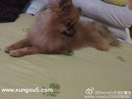 南通如皋县寻狗启事：我家的小黑狗狗丢失了，请帮帮忙！