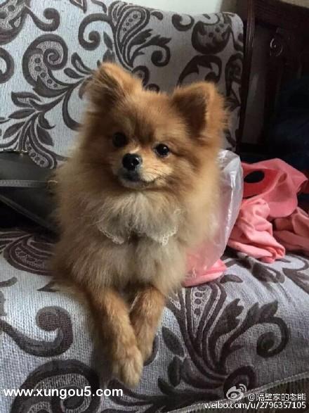 南昌恒茂梦时代寻找失踪的黄色博美犬