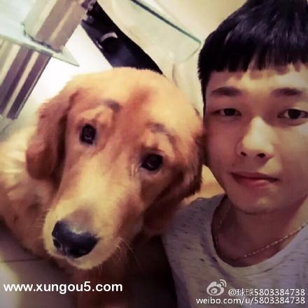 合肥金毛球球走失寻狗启事