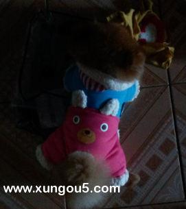 南充五星花园附近走失红色博美犬寻狗启事