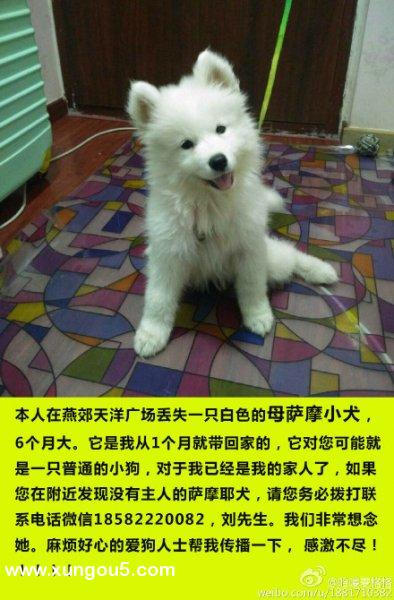 燕郊寻狗启事：萨摩耶旺财走失在天洋广场