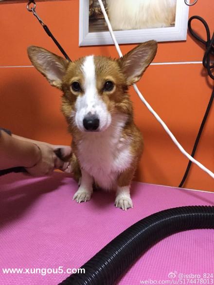 北京丰台区柯基犬小黄丢失寻狗启事