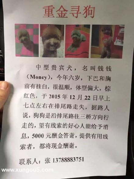 福州排尾路寻找丢失的6岁白色串串狗Money