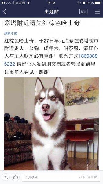 沈阳彩塔夜市丢失红棕哈士奇寻狗启事