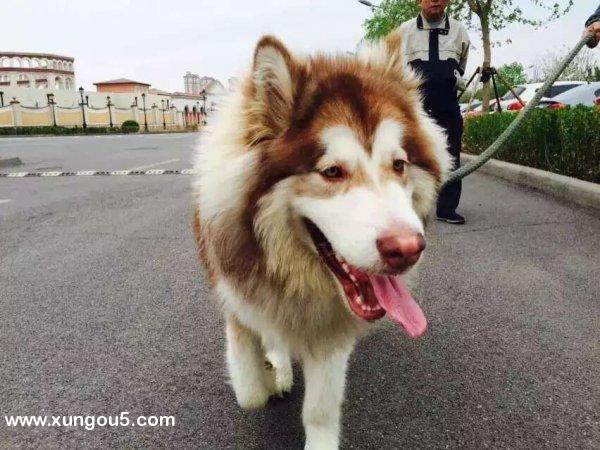 石家庄寻爱犬阿拉斯加 红毛 寻狗启事