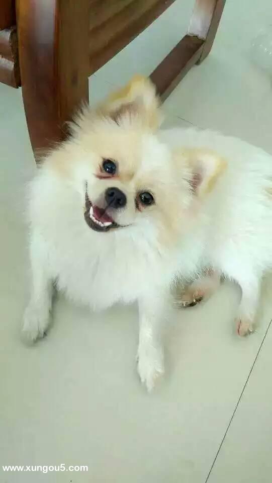 广州寻爱犬美美，望捡到的或提供线索者与我联系