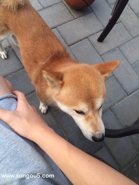 寻找卡卡西：柴犬丨北京海淀区：安河桥北
