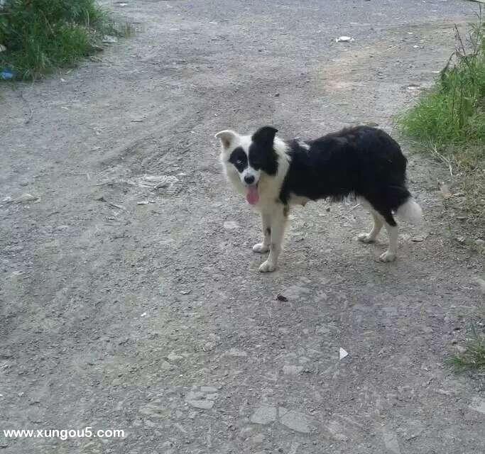 宁波寻狗主人：巴伊，你快回来吧