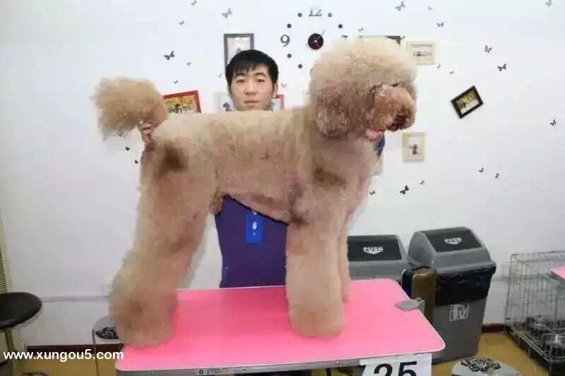 寻找巨型贵宾犬给罗伊（给给）