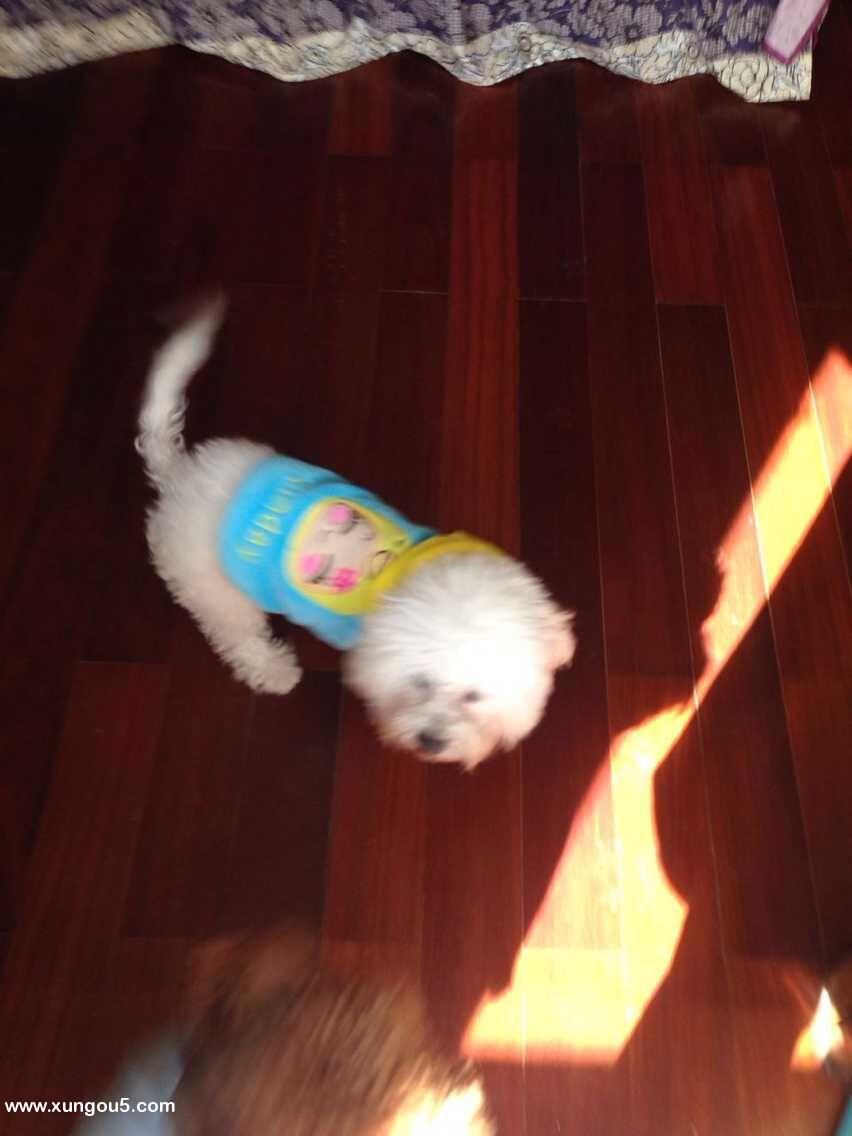 南通比熊犬失踪：欢欢走失寻狗启事