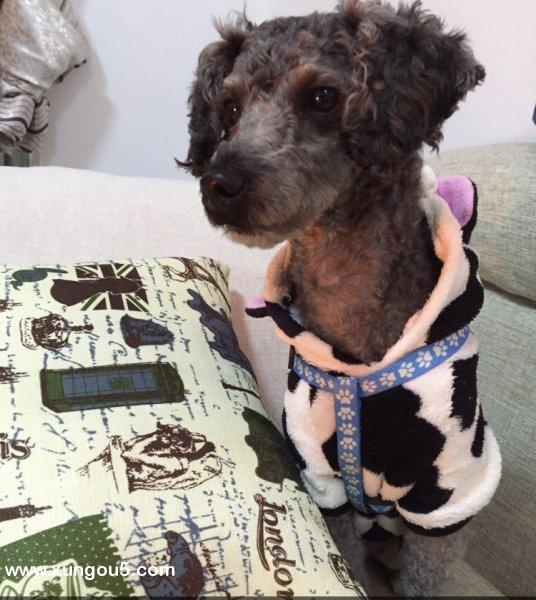 上海共康区县寻贵宾犬豆豆