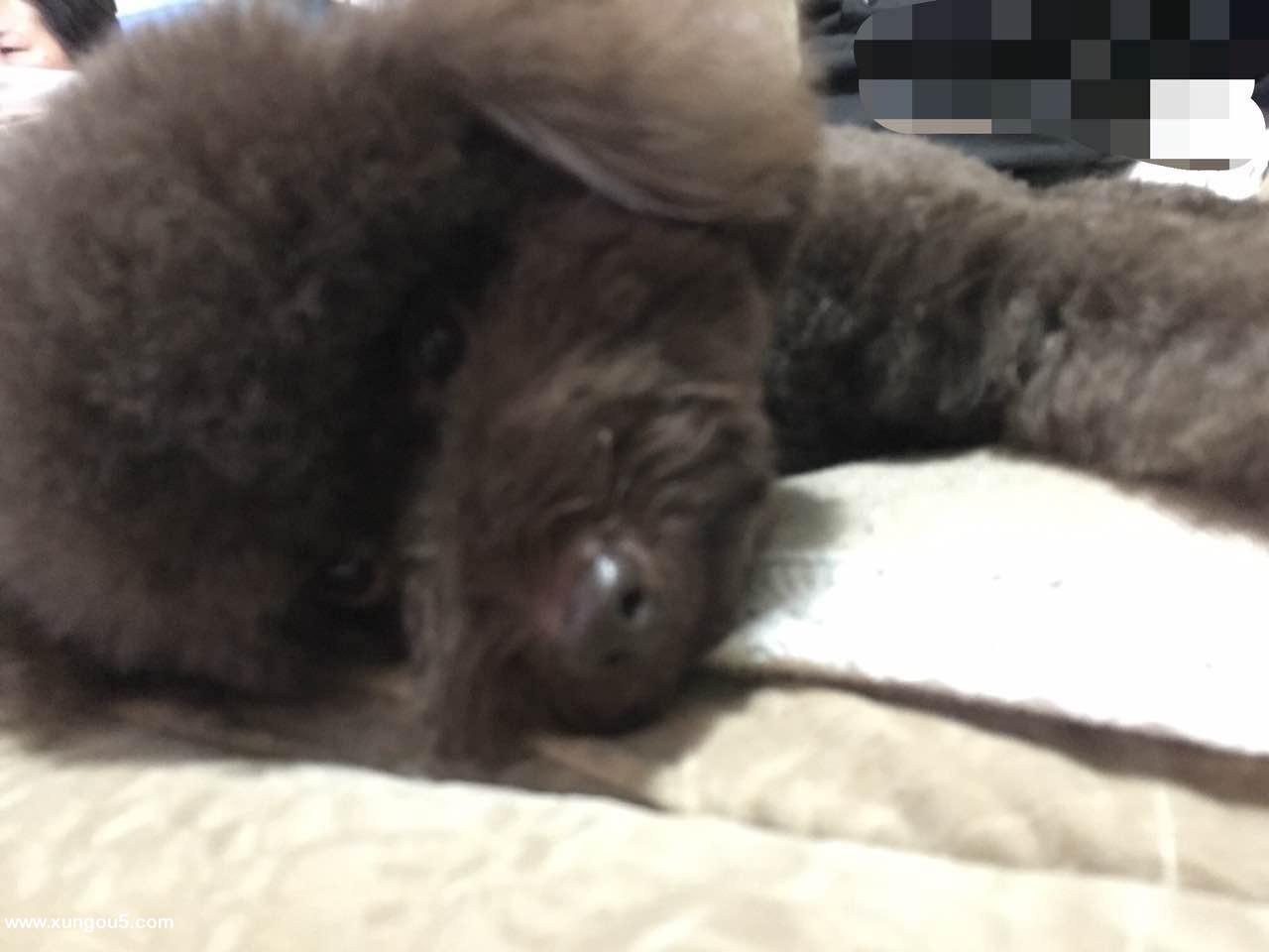 巧克力色泰迪3号晚走失 求好心人帮忙留意