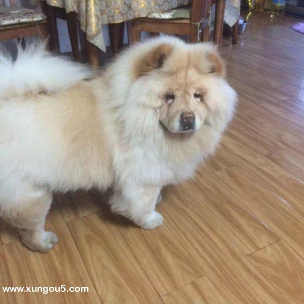 寻找爱犬妞妞 愿给3000元送回感谢费