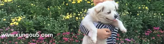 深圳寻找失踪宠物小乖