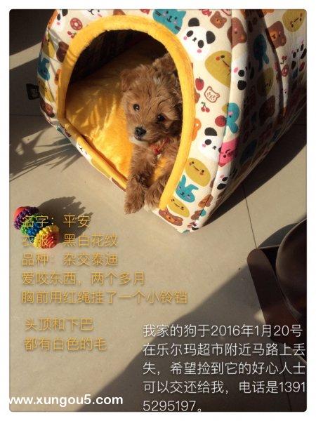  | 寻找平安：泰迪串串狗走失启事