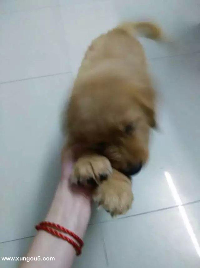 金毛卡卡走失请帮忙寻找