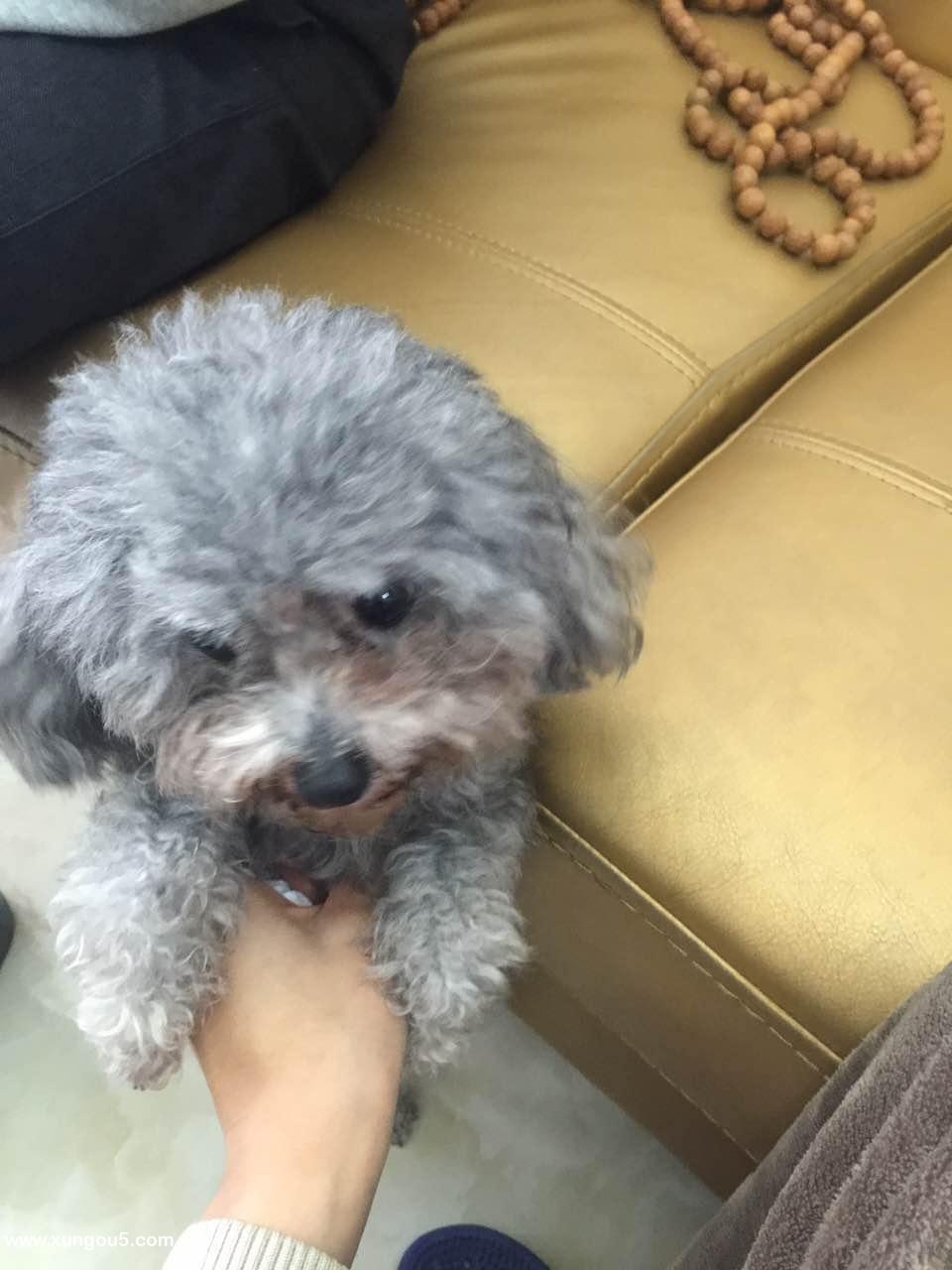 深圳宠物狗走失啦！快来寻找我的泰迪宝贝仔仔！
