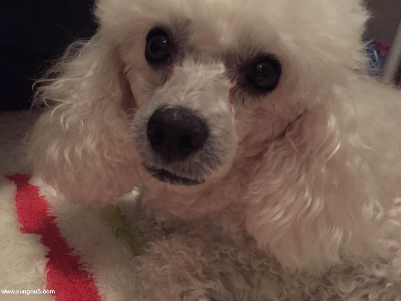 南昌寻找白色贵宾犬当当