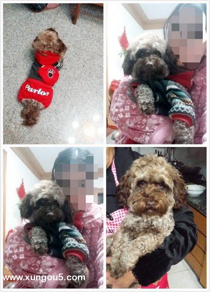 南通红色棉袄泰迪寻狗启事
