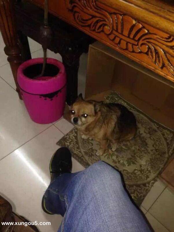 2016年1月16日青岛市南区博美犬“旺旺”走失寻狗启事