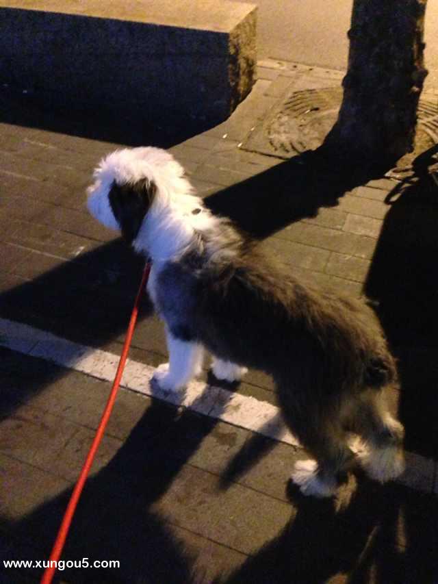 寻找走失的古牧杰克！
