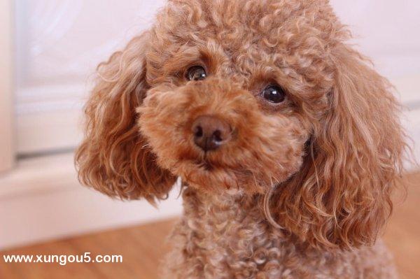 北京市朝阳区寻找贵宾犬派派福寻狗启事