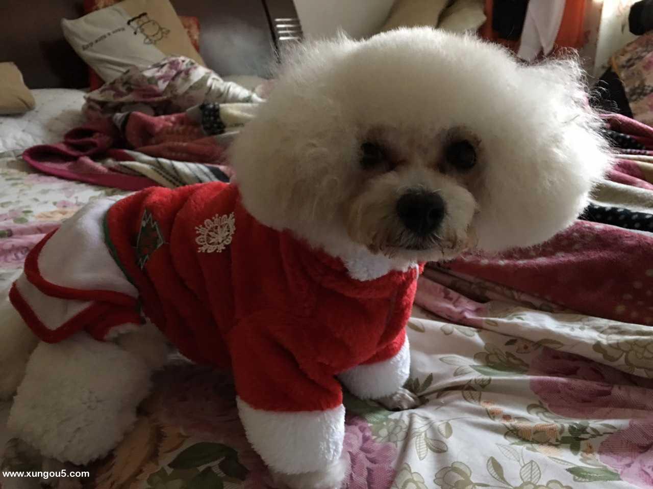 寻找雪儿，白色比熊