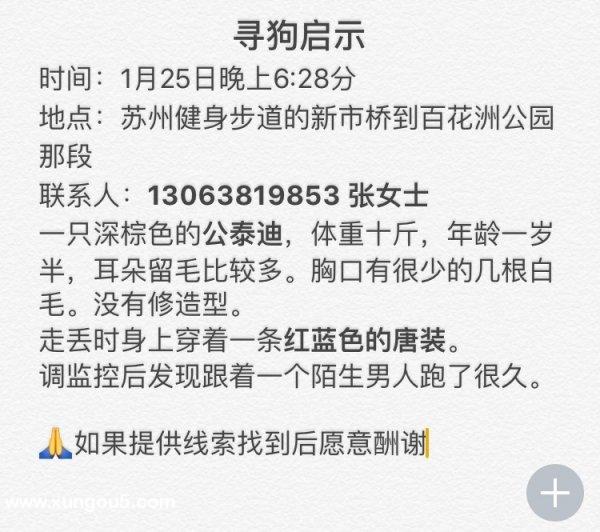 深棕色泰迪嘟嘟走丢在苏州健身步道
