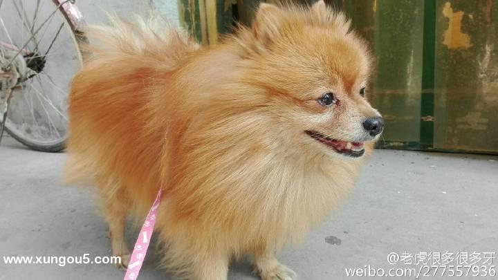 博美球球走失 寻狗启事