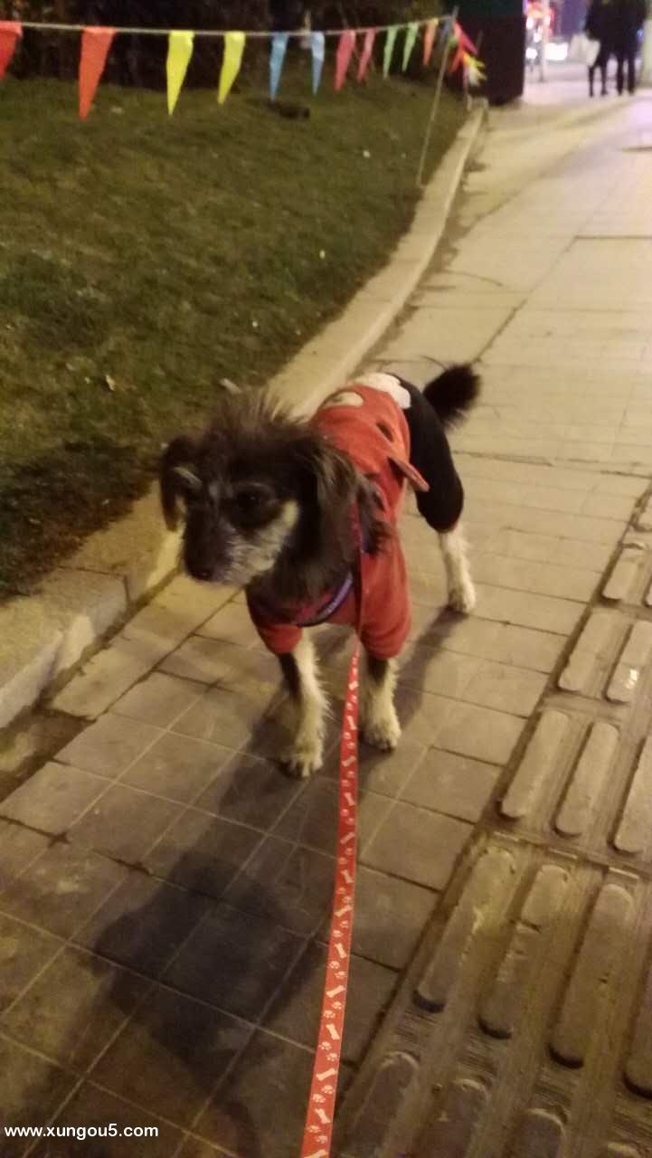 寻找比熊狗狗主人