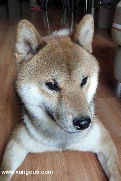 北京寻犬 柴犬 麦昆失踪启事
