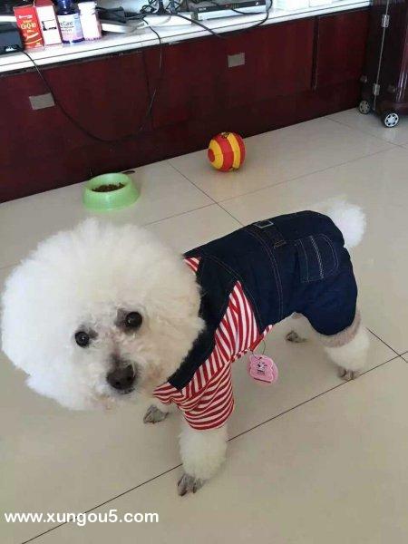 昆明重金酬谢白色比熊寻狗启事
