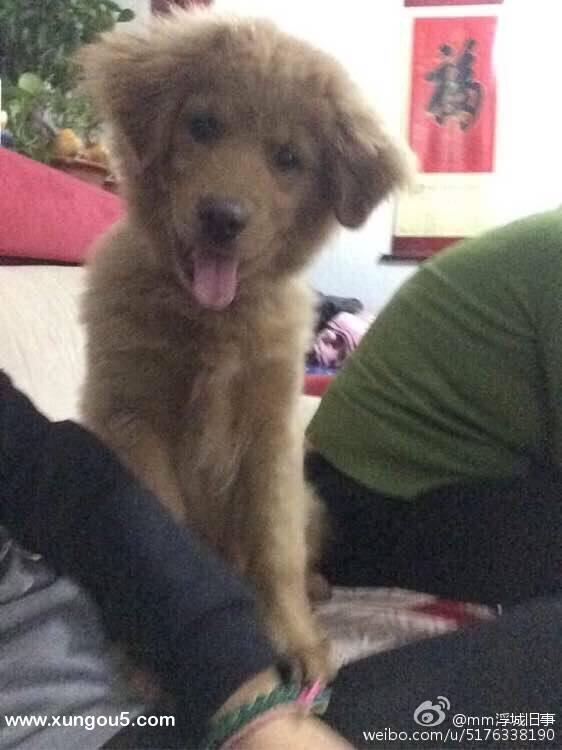 北京顺义区寻金毛犬可乐启事
