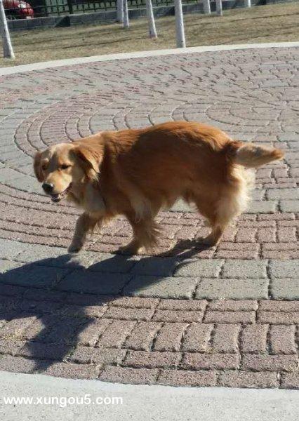 天津寻找一岁金毛母犬
